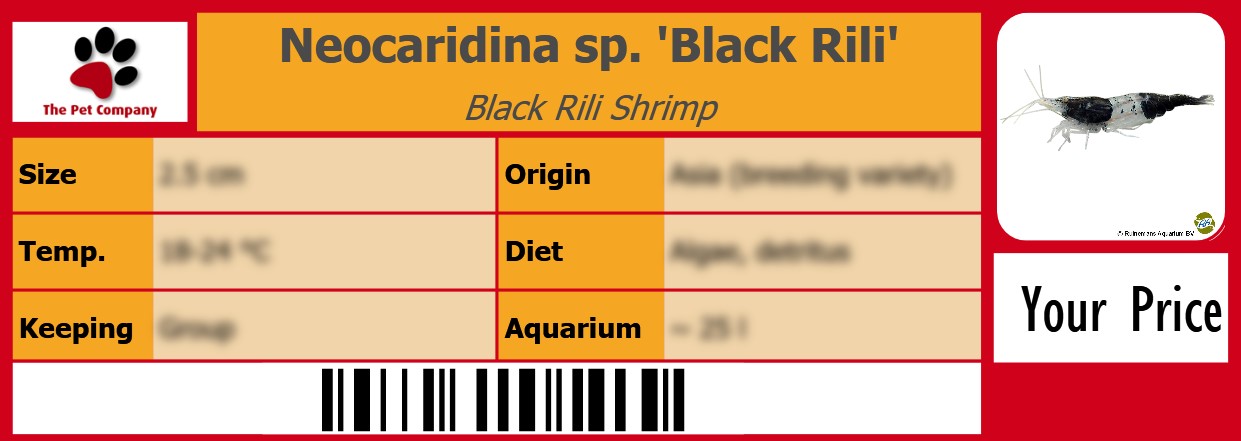 Neocaridina sp. 'Black Rili' Black Rili Shrimp 105 x 38 mm