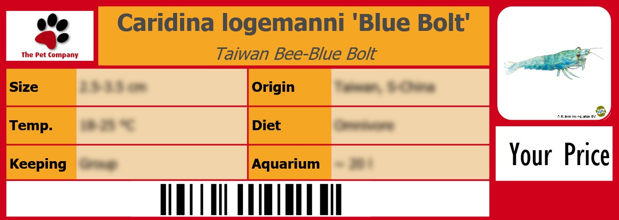 Caridina logemanni 'Blue Bolt' Taiwan Bee-Blue Bolt 105 x 38 mm