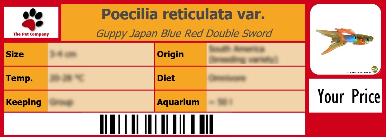Poecilia reticulata var. Guppy Japan Blue Red Double Sword 105 x 38 mm