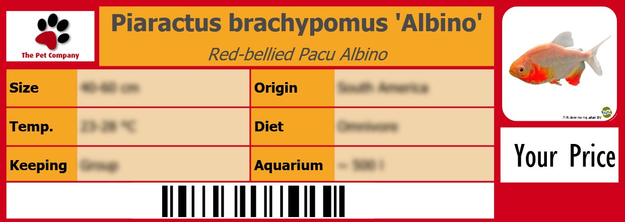 Piaractus brachypomus 'Albino' Red-bellied Pacu Albino 105 x 38 mm