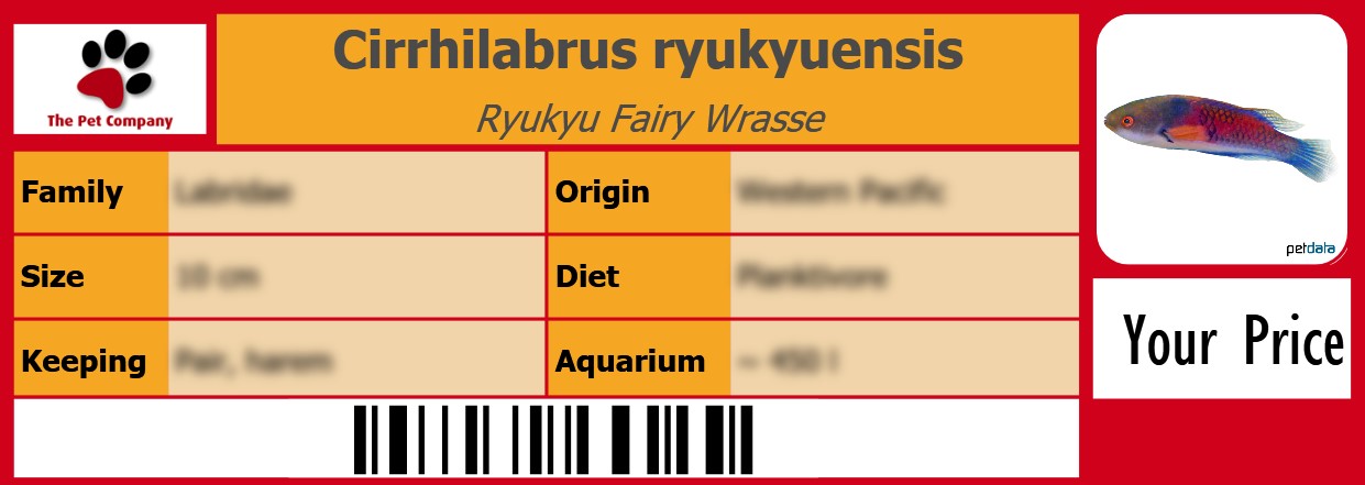 Cirrhilabrus ryukyuensis Ryukyu Fairy Wrasse 105 x 38 mm