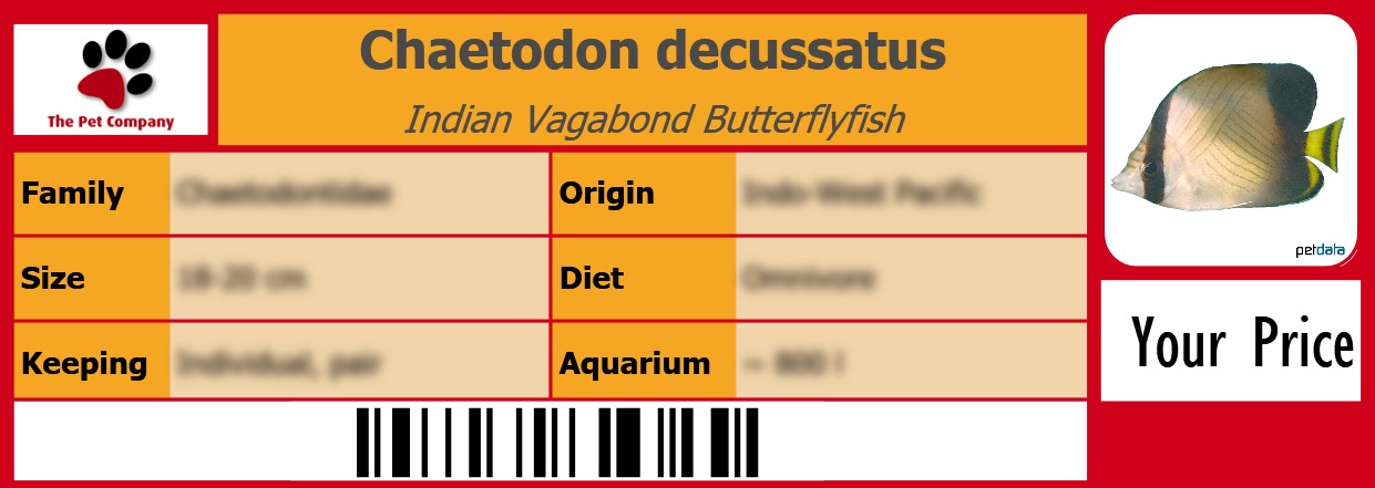 Chaetodon decussatus Indian Vagabond Butterflyfish 105 x 38 mm