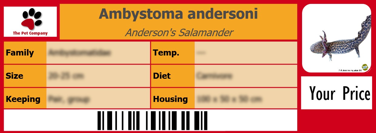 Ambystoma andersoni Anderson's Salamander 105 x 38 mm