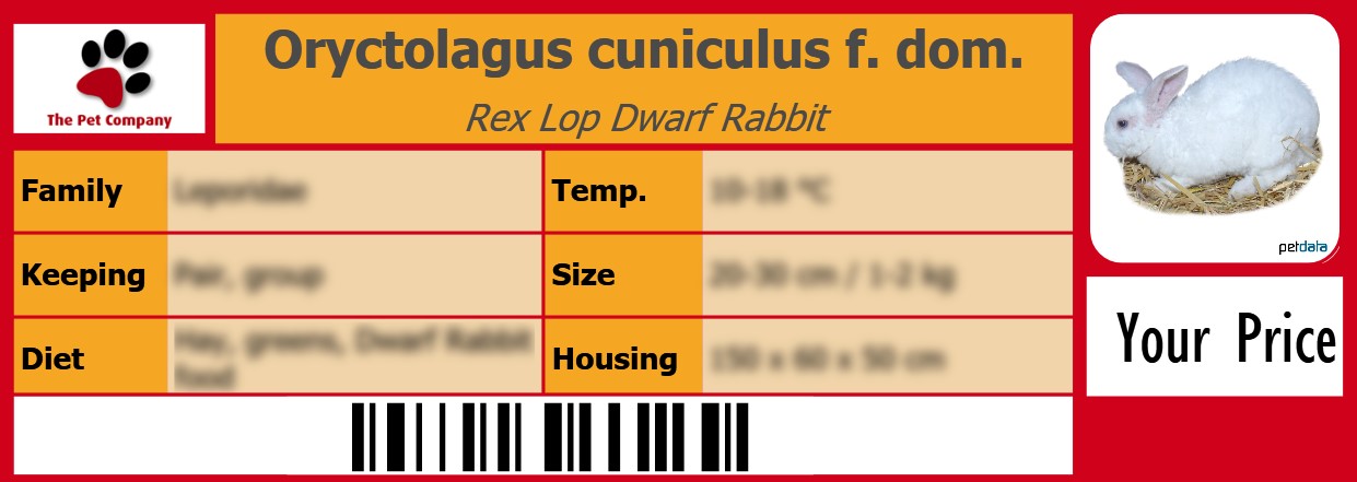 Oryctolagus cuniculus f. dom. Rex Lop Dwarf Rabbit 105 x 38 mm