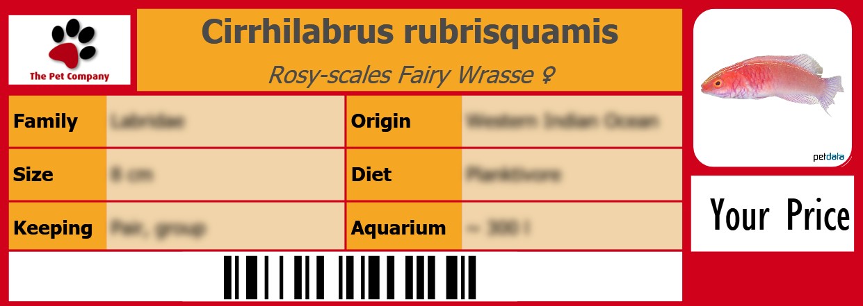 Cirrhilabrus rubrisquamis Rosy-scales Fairy Wrasse ♀ 105 x 38 mm