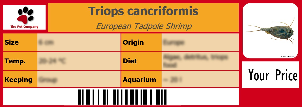 Triops cancriformis European Tadpole Shrimp 105 x 38 mm