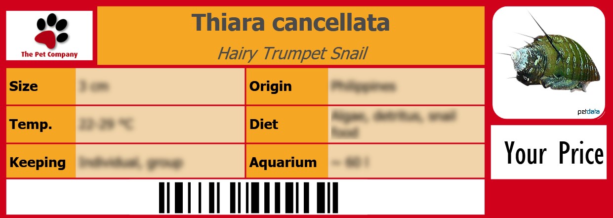 Thiara cancellata Hairy Trumpet Snail 105 x 38 mm