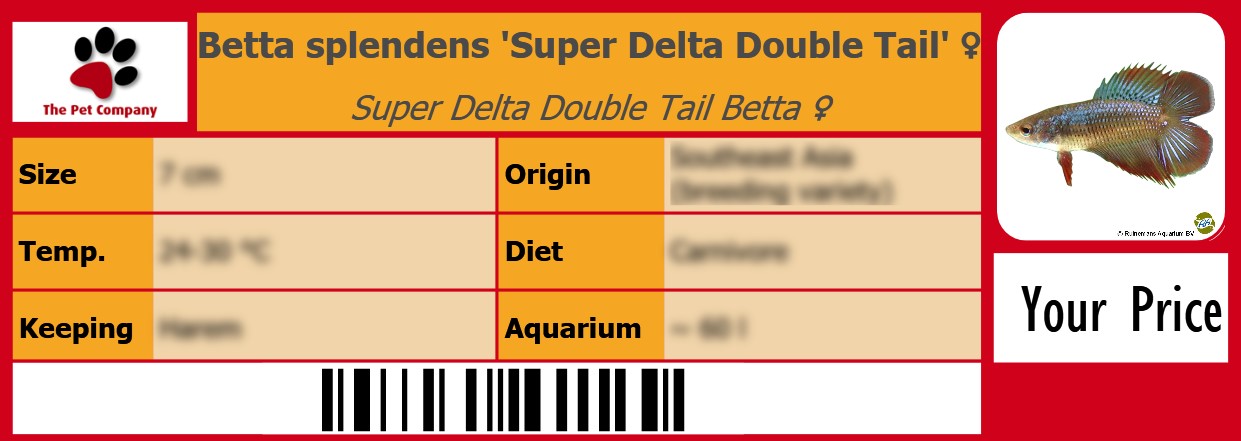 Betta splendens 'Super Delta Double Tail' ♀ Super Delta Double Tail Betta ♀ 105 x 38 mm