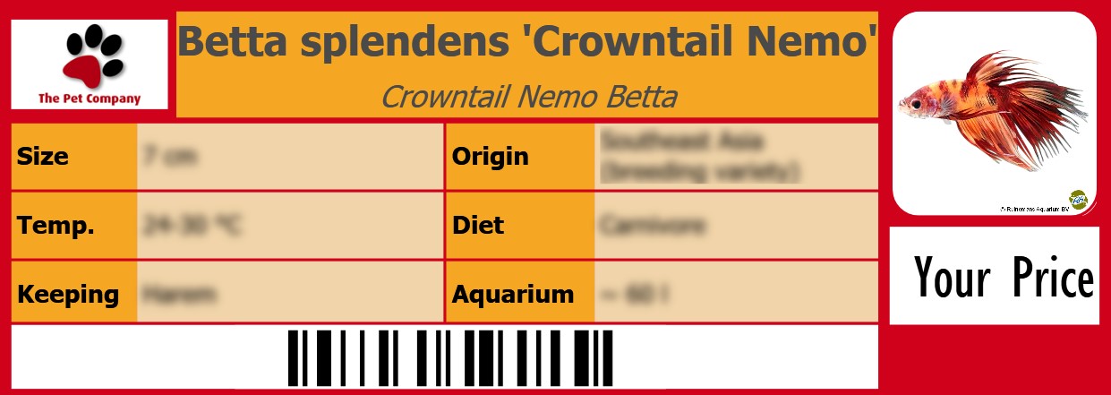 Betta splendens 'Crowntail Nemo' Crowntail Nemo Betta 105 x 38 mm