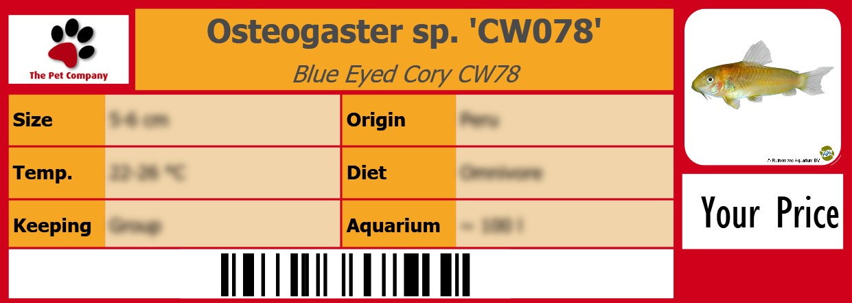 Osteogaster sp. 'CW078' Blue Eyed Cory CW78 105 x 38 mm