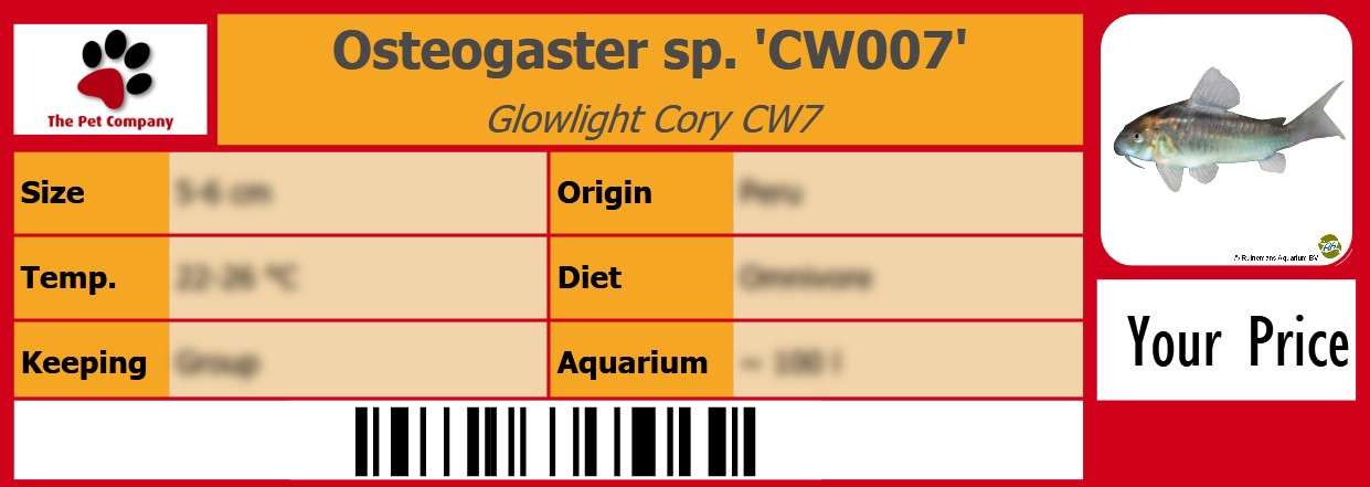 Osteogaster sp. 'CW007' Glowlight Cory CW7 105 x 38 mm