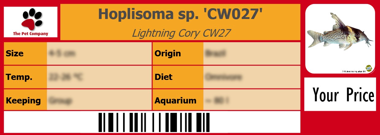 Hoplisoma sp. 'CW027' Lightning Cory CW27 105 x 38 mm