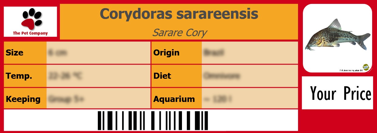 Corydoras sarareensis Sarare Cory 105 x 38 mm