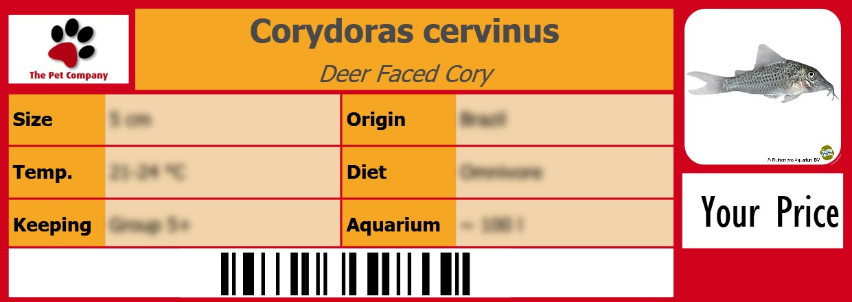 Corydoras cervinus Deer Faced Cory 105 x 38 mm