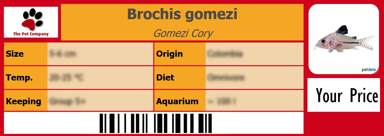 Brochis gomezi Gomezi Cory 105 x 38 mm