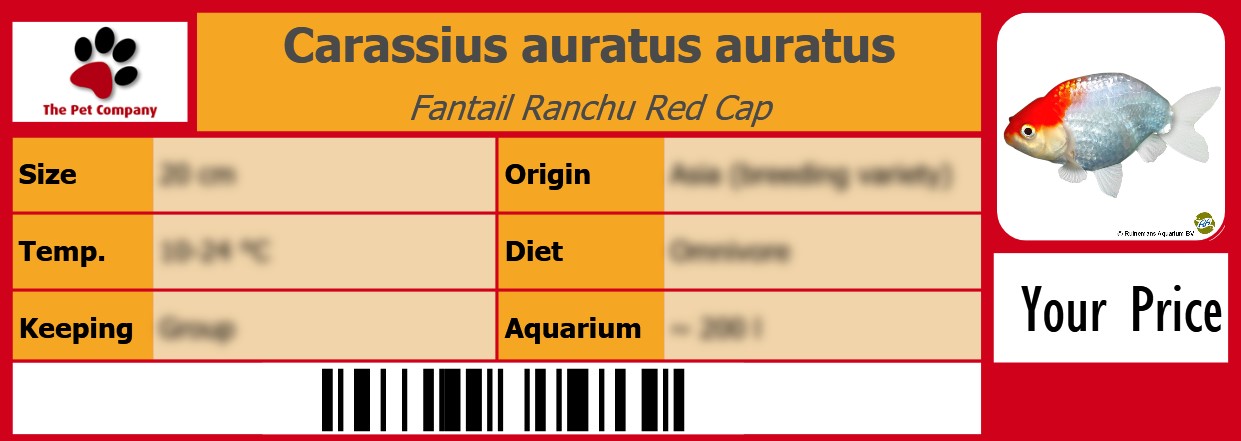 Carassius auratus auratus Fantail Ranchu Red Cap 105 x 38 mm