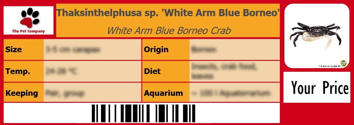 Thaksinthelphusa sp. 'White Arm Blue Borneo' White Arm Blue Borneo Crab 105 x 38 mm