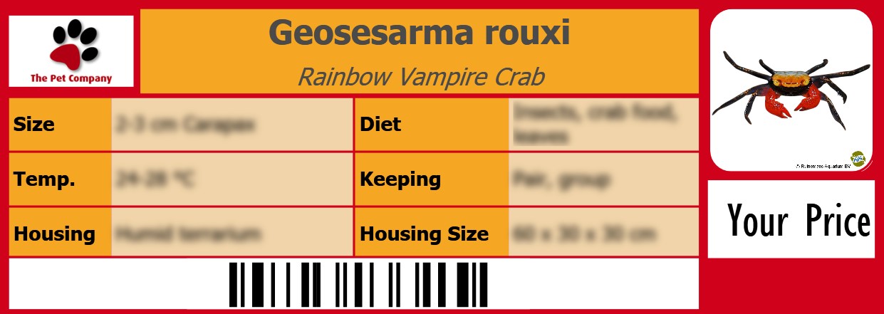 Geosesarma rouxi Rainbow Vampire Crab 105 x 38 mm