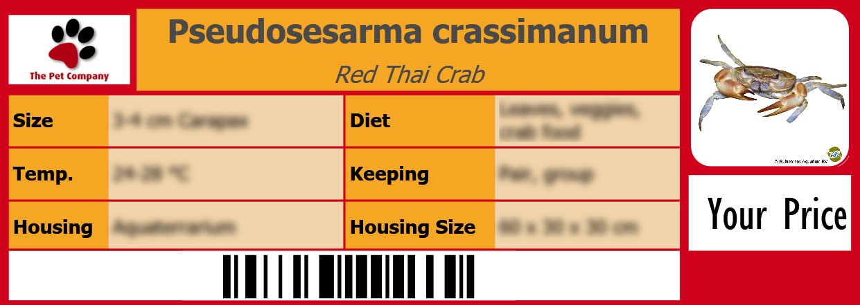 Pseudosesarma crassimanum Red Thai Crab 105 x 38 mm