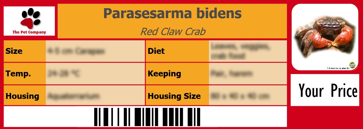 Parasesarma bidens Red Claw Crab 105 x 38 mm
