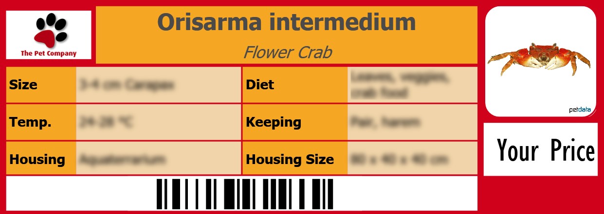Orisarma intermedium Flower Crab 105 x 38 mm