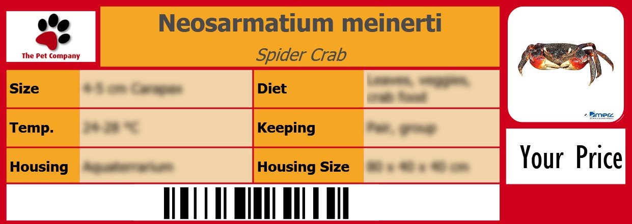 Neosarmatium meinerti Spider Crab 105 x 38 mm