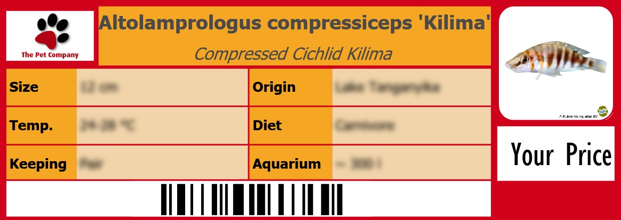 Altolamprologus compressiceps 'Kilima' Compressed Cichlid Kilima  105 x 38 mm