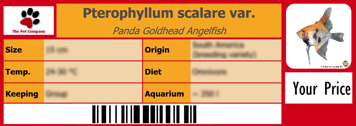 Pterophyllum scalare var. Panda Goldhead Angelfish 105 x 38 mm