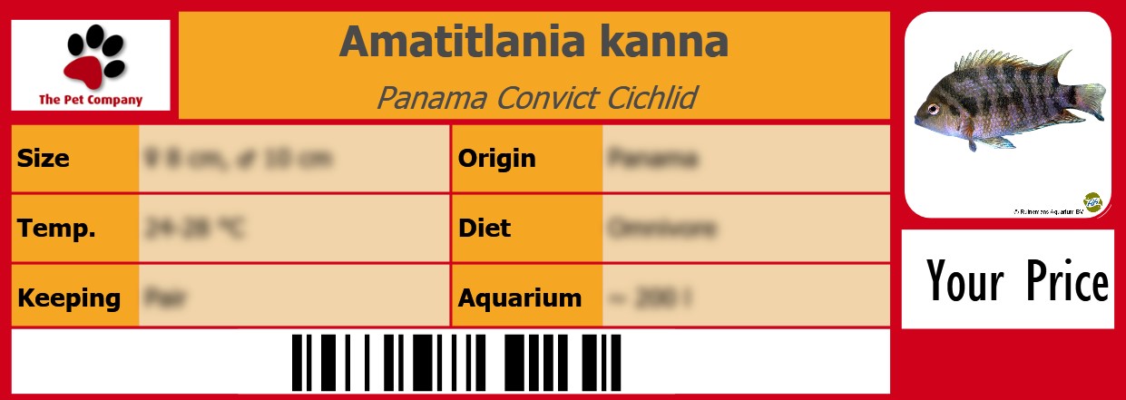 Amatitlania kanna Panama Convict Cichlid 105 x 38 mm
