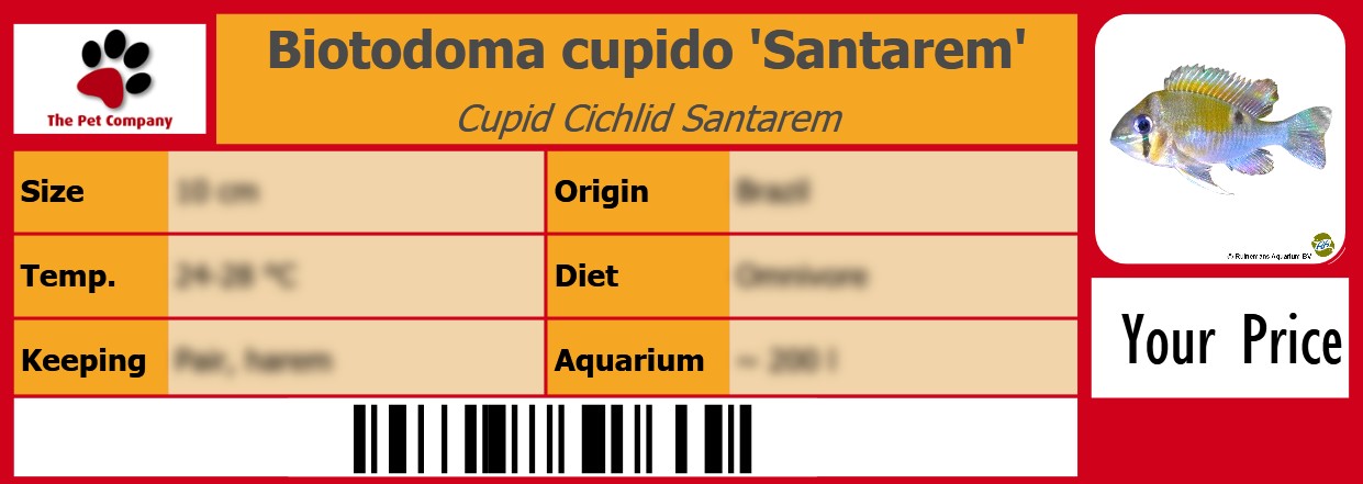 Biotodoma cupido 'Santarem' Cupid Cichlid Santarem 105 x 38 mm