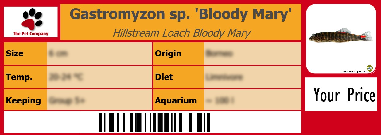 Gastromyzon sp. 'Bloody Mary' Hillstream Loach Bloody Mary 105 x 38 mm