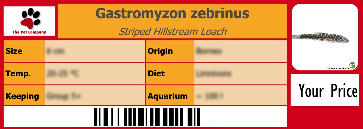 Gastromyzon zebrinus Striped Hillstream Loach 105 x 38 mm
