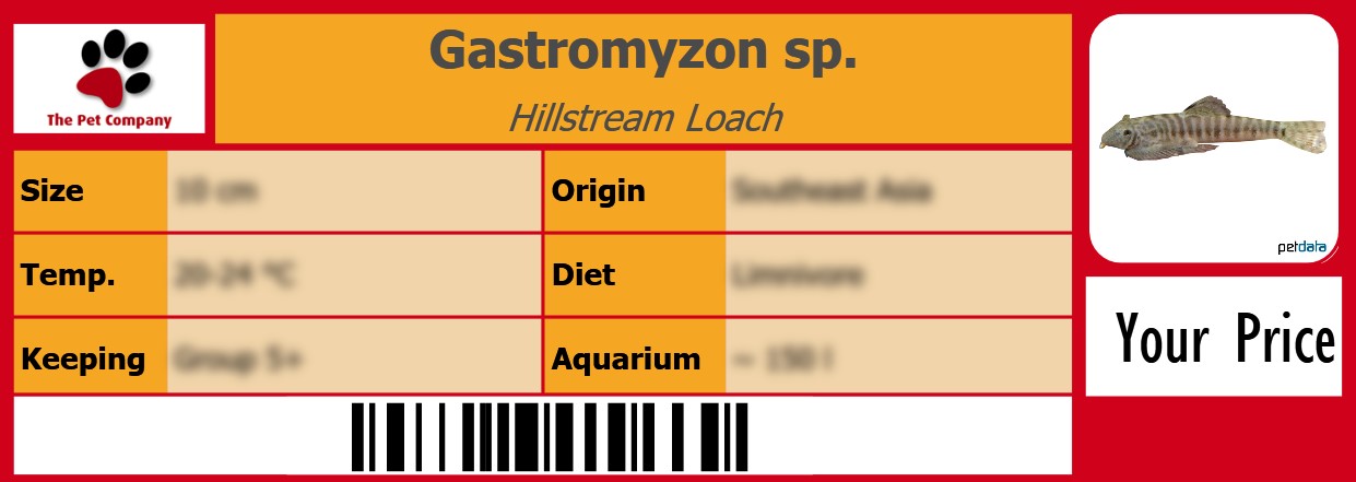 Gastromyzon sp. Hillstream Loach 105 x 38 mm