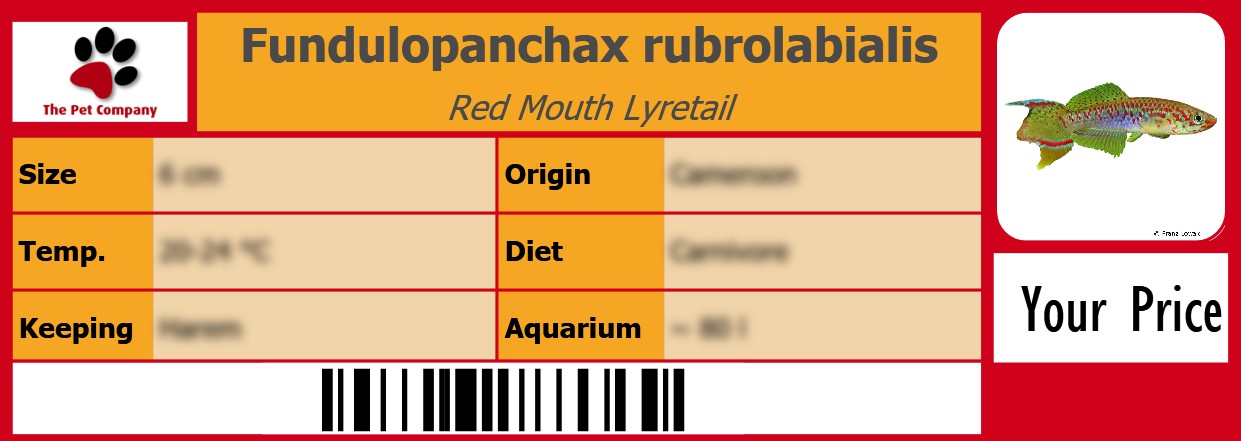 Fundulopanchax rubrolabialis Red Mouth Lyretail 105 x 38 mm