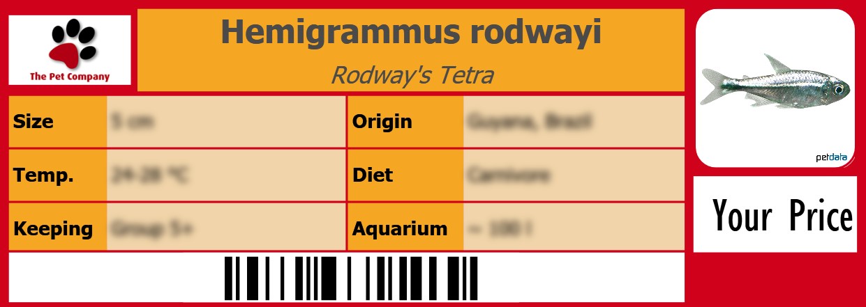 Hemigrammus rodwayi Rodway's Tetra 105 x 38 mm