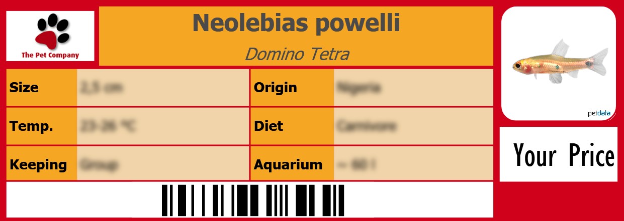 Neolebias powelli Domino Tetra 105 x 38 mm
