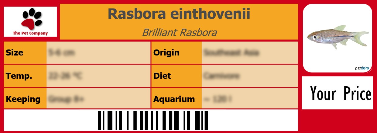 Rasbora einthovenii Brilliant Rasbora 105 x 38 mm