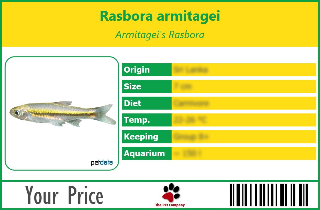 Rasbora armitagei Armitagei's Rasbora 90 x 60 mm