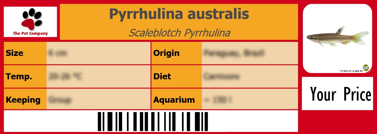 Pyrrhulina australis Scaleblotch Pyrrhulina 105 x 38 mm