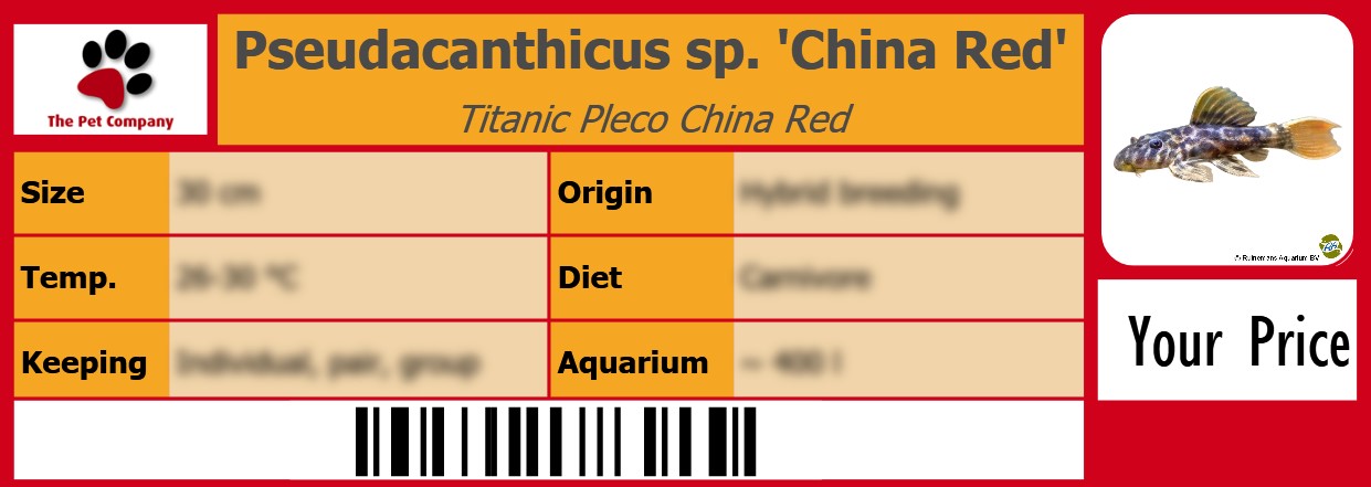 Pseudacanthicus sp. 'China Red' Titanic Pleco China Red 105 x 38 mm