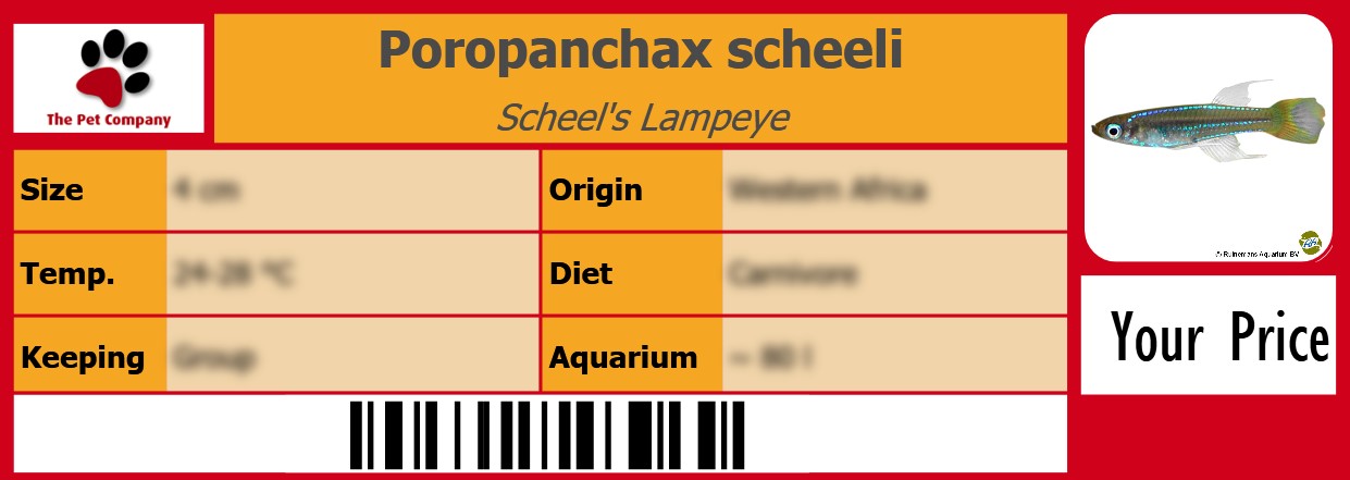Poropanchax scheeli Scheel's Lampeye 105 x 38 mm