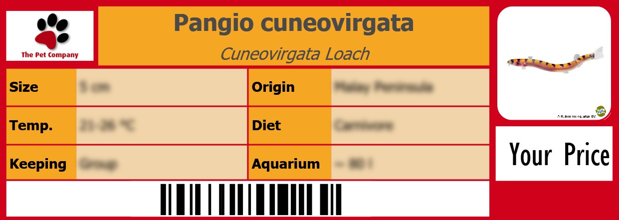 Pangio cuneovirgata Cuneovirgata Loach 105 x 38 mm