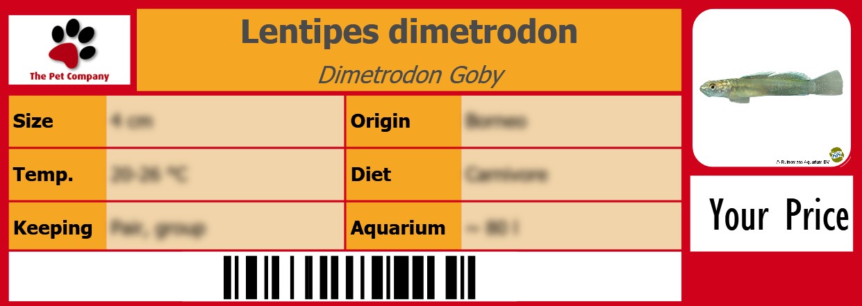 Lentipes dimetrodon Dimetrodon Goby 105 x 38 mm