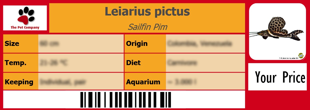 Leiarius pictus Sailfin Pim 105 x 38 mm