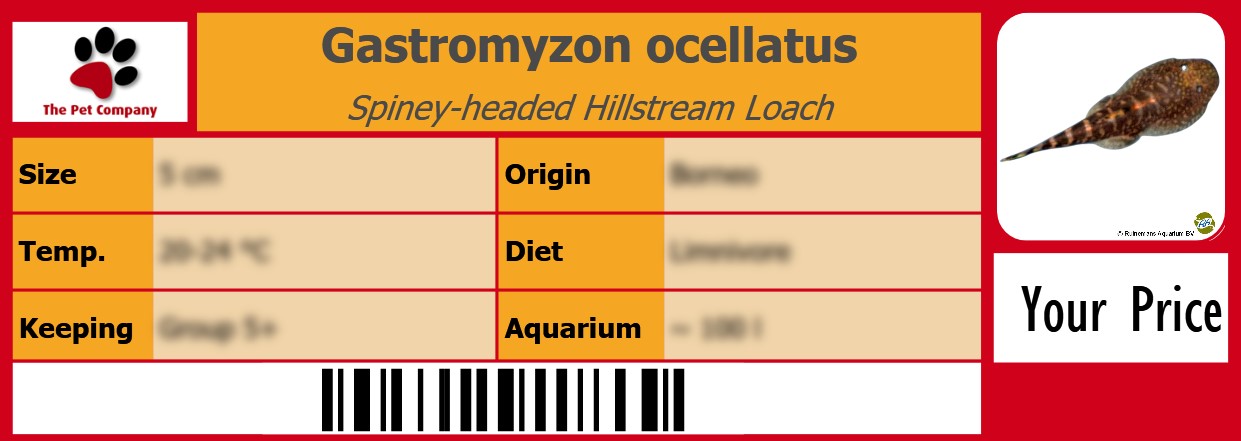 Gastromyzon ocellatus Spiney-headed Hillstream Loach 105 x 38 mm