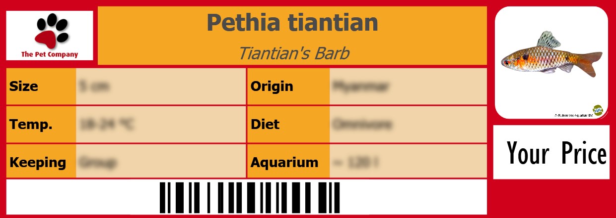 Pethia tiantian Tiantian's Barb 105 x 38 mm