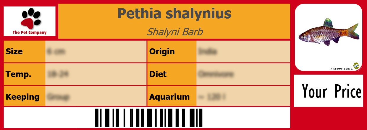 Pethia shalynius Shalyni Barb 105 x 38 mm