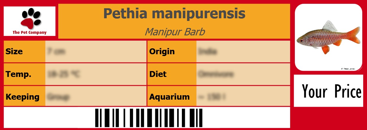Pethia manipurensis Manipur Barb 105 x 38 mm