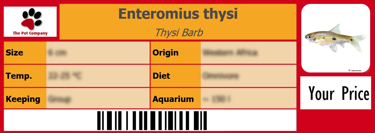 Enteromius thysi Thysi Barb 105 x 38 mm