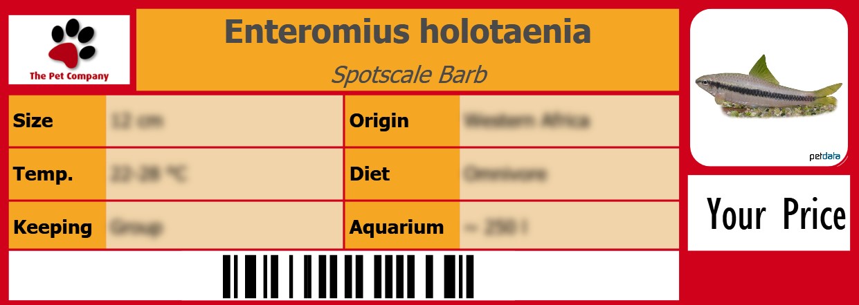 Enteromius holotaenia Spotscale Barb 105 x 38 mm